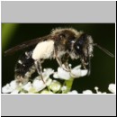 Andrena proxima - Sandbiene w01b 8-9mm OS-Hasbergen - det.jpg